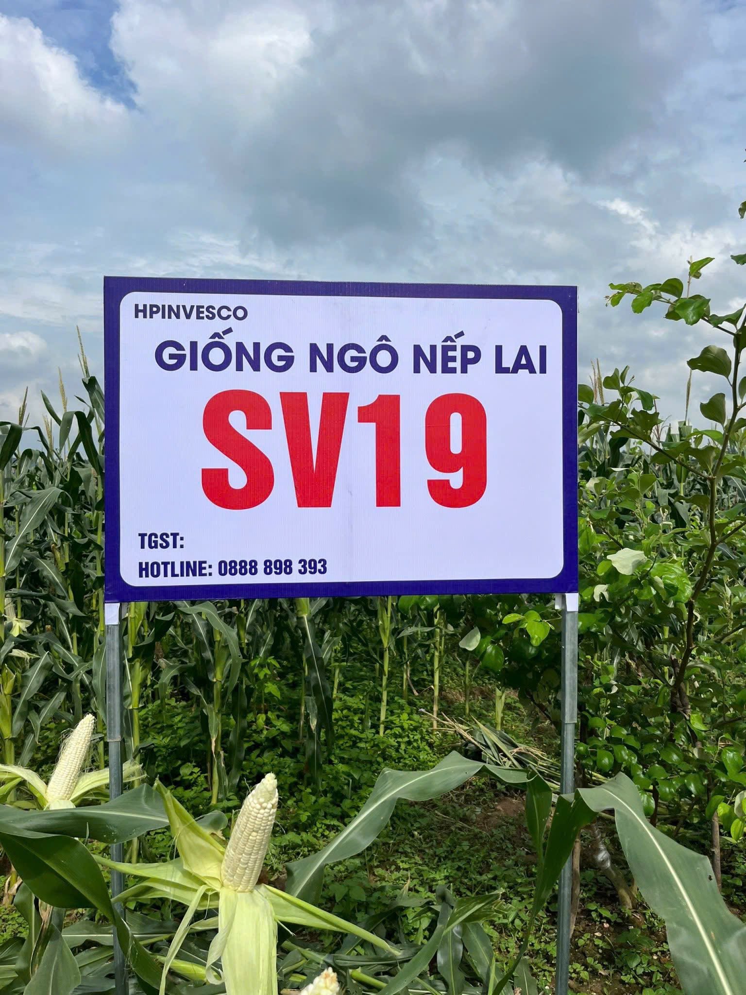 Giống ngô nếp lai SV 19
